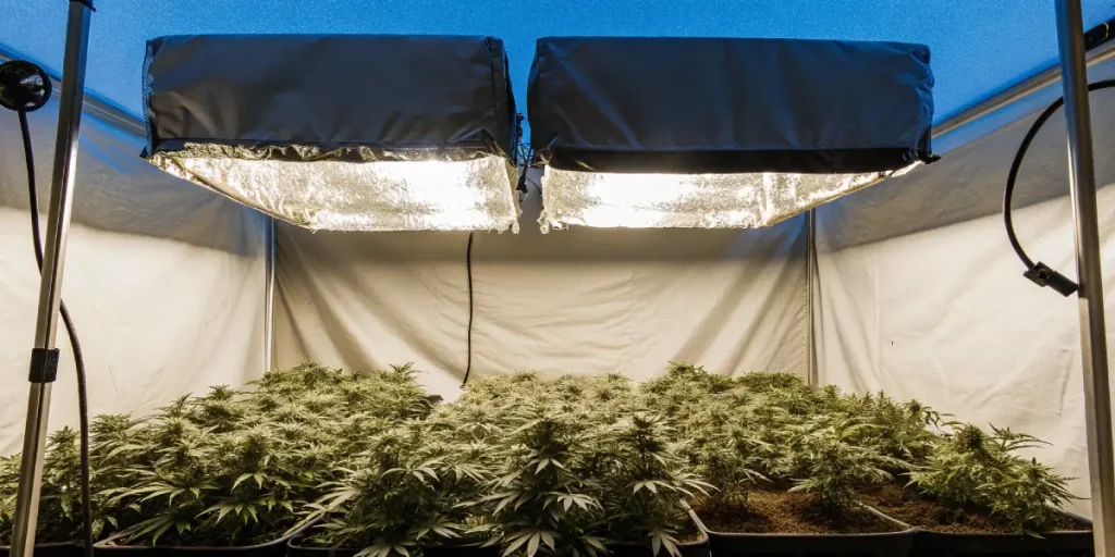 Culture de cannabis en floraison sous éclairage LED dans une chambre de culture intérieure