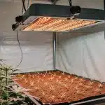 Plateau de germination de cannabis en culture intérieure sous lampe LED horticole