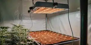 Plateau de germination de cannabis en culture intérieure sous lampe LED horticole