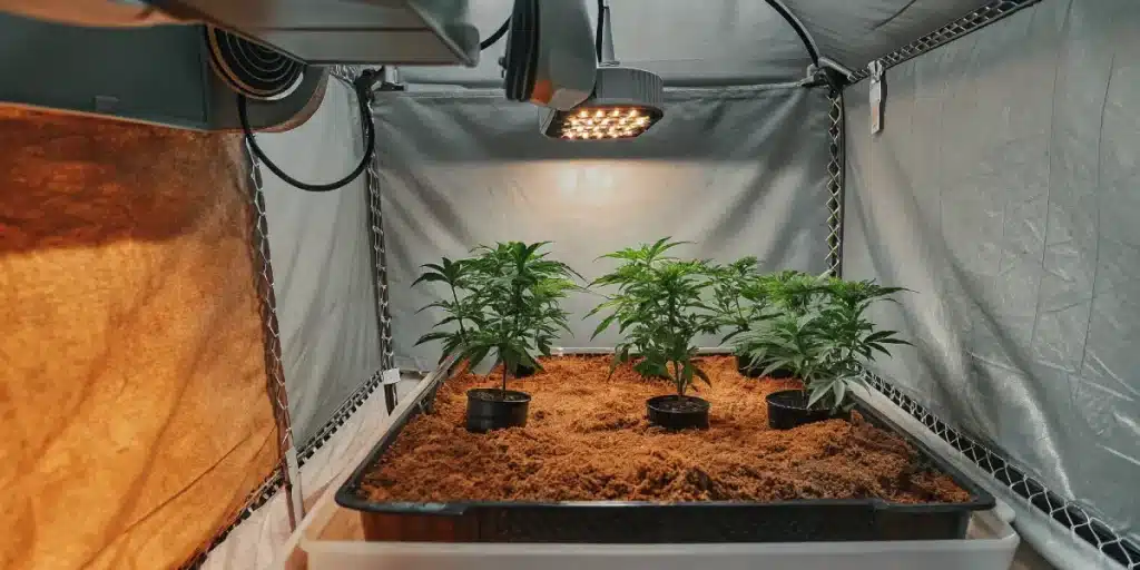 Jeunes plants de cannabis cultivés en intérieur sur substrat coco sous éclairage LED