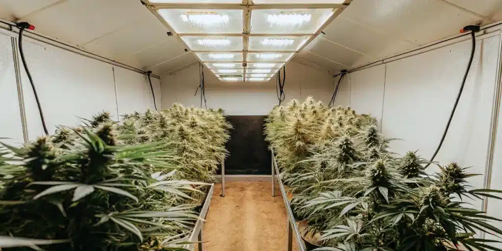 Culture de cannabis en intérieur à haut rendement avec rangées de plantes sous éclairage artificiel