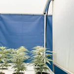 Culture de cannabis en intérieur dans une serre en plastique avec des plantes alignées sous lumière contrôlée.