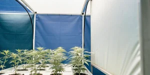 Culture de cannabis en intérieur dans une serre en plastique avec des plantes alignées sous lumière contrôlée.