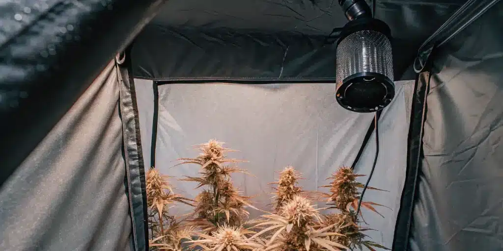 culture de cannabis en intérieur dans une tente avec système de ventilation et plantes en floraison