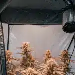 culture de cannabis en intérieur dans une tente avec système de ventilation et plantes en floraison