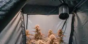culture de cannabis en intérieur dans une tente avec système de ventilation et plantes en floraison