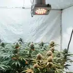 culture de cannabis en intérieur sous tente de culture avec éclairage LED pendant la floraison