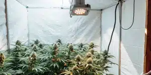 culture de cannabis en intérieur sous tente de culture avec éclairage LED pendant la floraison