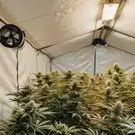 Culture de cannabis en intérieur sous tente avec système de ventilation, éclairage LED et plantes en phase de floraison avancée.