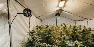 Culture de cannabis en intérieur sous tente avec système de ventilation, éclairage LED et plantes en phase de floraison avancée.