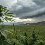 Plantes de cannabis dans un champ sous des nuages orageux