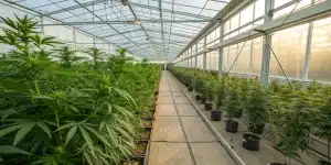 Rangs de plantes de cannabis cultivées en serre moderne contrôlée