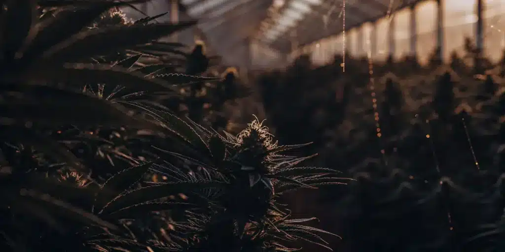 Plantes de cannabis en serre avec éclairage chaud et ambiance de floraison