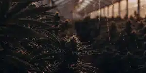 Plantes de cannabis en serre avec éclairage chaud et ambiance de floraison