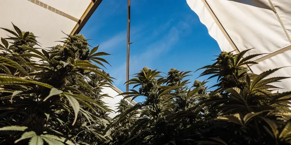 Culture de cannabis en floraison avancée sous serre avec plantes vigoureuses et ciel bleu visible