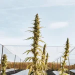 Culture extérieure de cannabis sous filets de protection avec plantes hautes en phase de floraison.