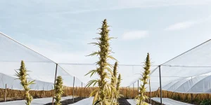 Culture extérieure de cannabis sous filets de protection avec plantes hautes en phase de floraison.