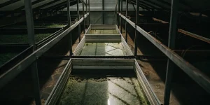 Système hydroponique avec bacs d’eau pour culture de plantes en environnement contrôlé.