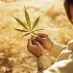 Agriculteur examinant une feuille de cannabis en extérieur sous lumière naturelle