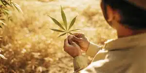Agriculteur examinant une feuille de cannabis en extérieur sous lumière naturelle