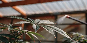 Feuille cannabis pulvérisation eau en serre avec gouttes visibles sous éclairage chaud