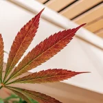 Feuille de cannabis rouge montrant un changement de couleur des feuilles.