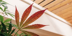 Feuille de cannabis rouge montrant un changement de couleur des feuilles.