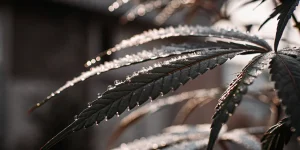 Feuille de cannabis sombre avec trichomes et gouttelettes d’eau en gros plan