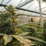 Gros plan sur une fleur de cannabis riche en trichomes dans une serre