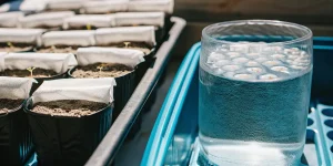 Germination Colombian Jack graines dans eau et godets semis.