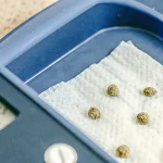 Germination de graines de cannabis sur papier essuie-tout avec contrôle de l’humidité et de la température.