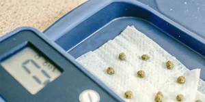 Germination de graines de cannabis sur papier essuie-tout avec contrôle de l’humidité et de la température.