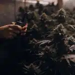 inspection des trichomes de Grapefruit Auto dans une salle de culture intérieure en phase de floraison