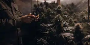 inspection des trichomes de Grapefruit Auto dans une salle de culture intérieure en phase de floraison