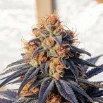Gros plan d’un bourgeon de cannabis mature avec trichomes abondants et pistils orange sous lumière naturelle