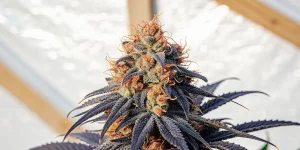 Gros plan d’un bourgeon de cannabis mature avec trichomes abondants et pistils orange sous lumière naturelle