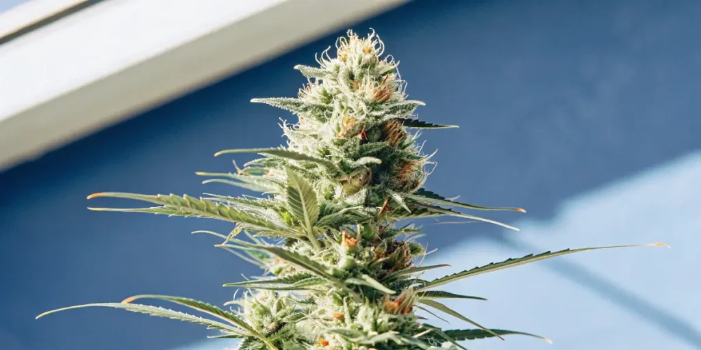 Gros plan d’une tête de cannabis riche en résine et trichomes