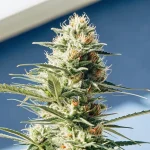 Gros plan d’une tête de cannabis riche en résine et trichomes