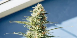 Gros plan d’une tête de cannabis riche en résine et trichomes