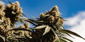 Gros plan d’une tête de cannabis en floraison cultivée en extérieur sous un ciel bleu.