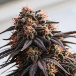 Gros plan d’une tête de cannabis résineuse aux feuilles foncées, riche en trichomes et pistils orangés