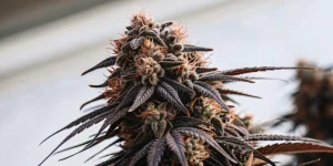 Gros plan d’une tête de cannabis résineuse aux feuilles foncées, riche en trichomes et pistils orangés
