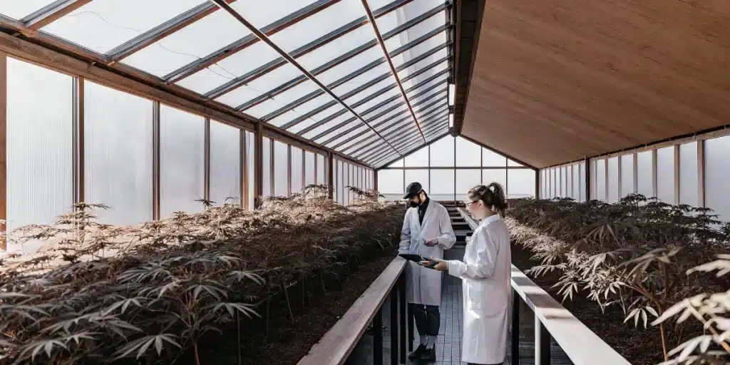 Inspection culture cannabis serre moderne avec scientifiques contrôlant des rangées de plantes