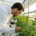 Scientifique inspectant une plante de cannabis dans une serre avec un microscope.
