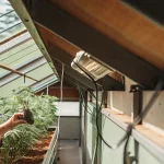 Inspection des racines de cannabis dans une serre avec culture contrôlée