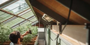 Inspection des racines de cannabis dans une serre avec culture contrôlée
