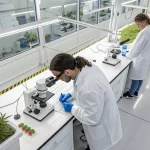 Plants de cannabis en croissance dans une serre avec lumière naturelle.