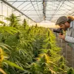 Homme photographiant des plants de cannabis dans une serre lumineuse. Les rangées bien organisées et la lumière naturelle mettent en avant une culture professionnelle et un contrôle de qualité visuel.