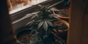 Plante de cannabis en pot cultivée en intérieur près d’une fenêtre