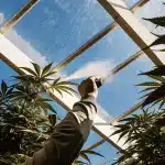 Pulvérisation cannabis en serre sous lumière du soleil avec plante en croissance